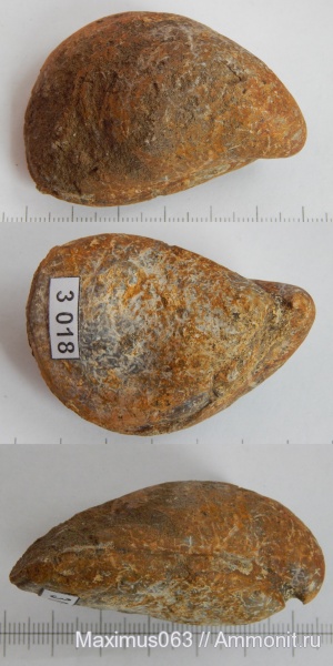 юра, мезозой, двустворчатые моллюски, Buchia, Сызрань, Jurassic