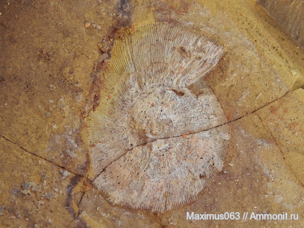 юра, мезозой, Zaraiskites, зона Dorsoplanites panderi, Zaraiskites densecostatus, Jurassic