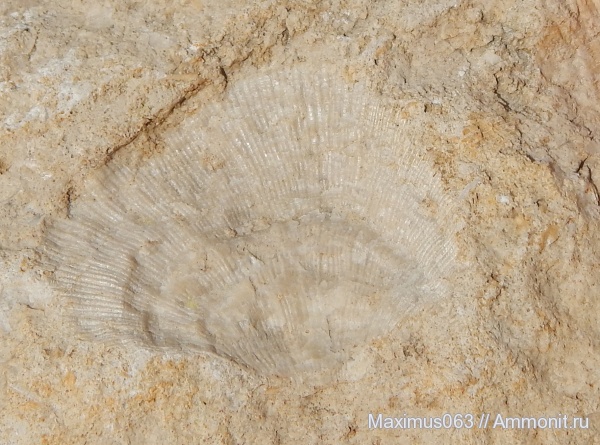 брахиоподы, карбон, Orthotetida