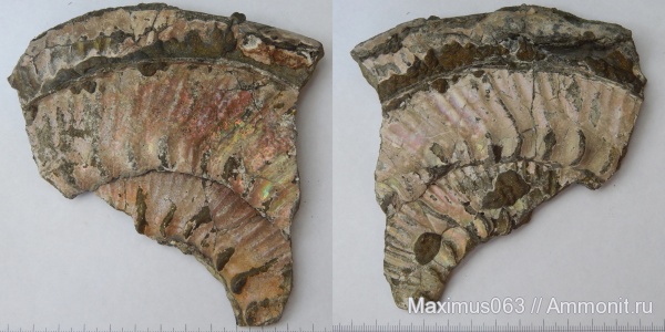 юра, мезозой, пирит, Aulacostephanus autissiodorensis, Jurassic