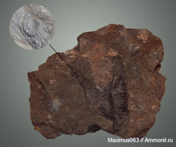 юра, мезозой, папоротники, Jurassic