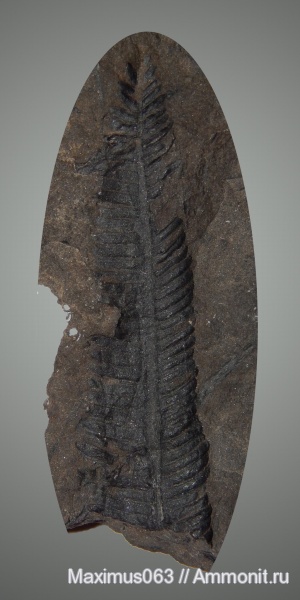 юра, мезозой, папоротники, Jurassic