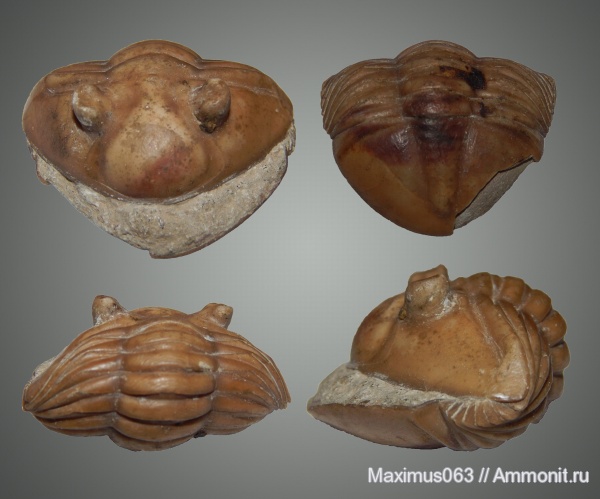 трилобиты, ордовик, палеозой, Саблино, Ordovician