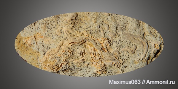 полихеты, Glomerula