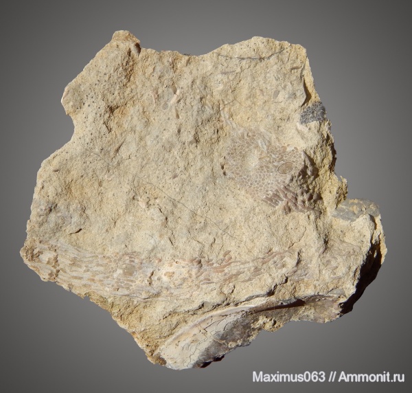 полихеты, Filograna, Filograna socialis