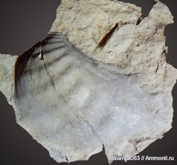 юра, двустворки, мезозой, двустворчатые моллюски, Myophorella, тригонии, Myophorella intermedia