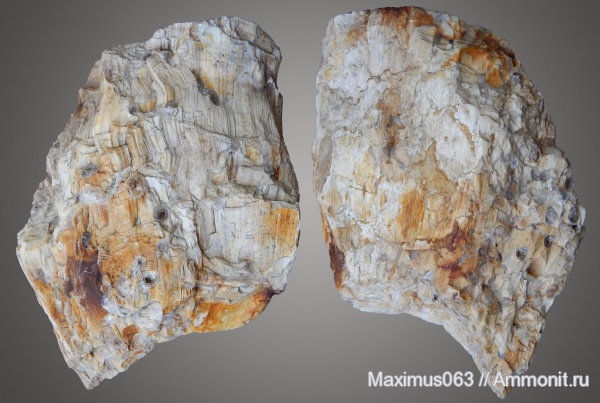 палеоген, окаменевшее дерево, кайнозой