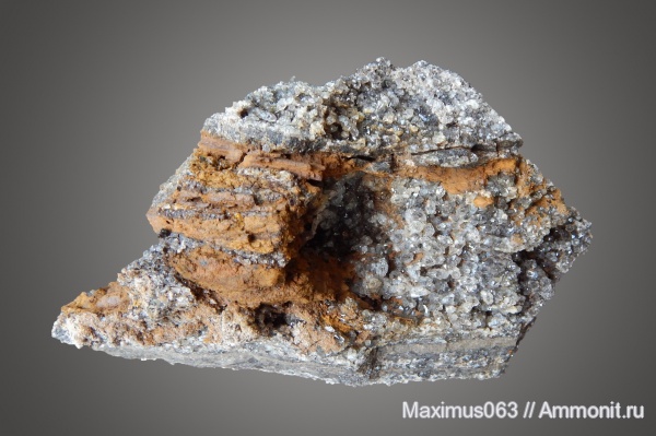 пермь, окаменевшее дерево