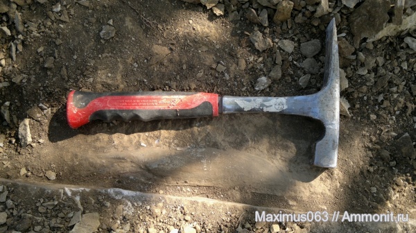 двустворки, мезозой, двустворчатые моллюски, Pinna