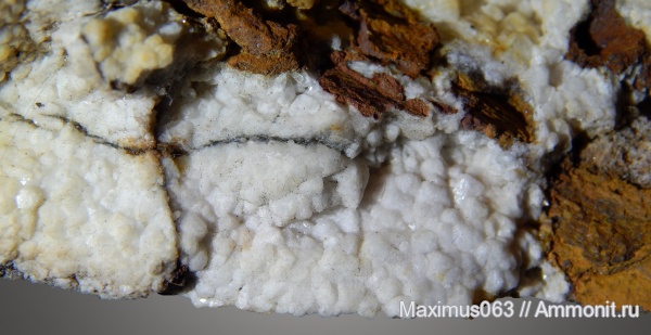 пермь, окаменевшее дерево