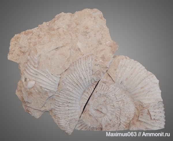 аммониты, юра, Virgatites, мезозой, Virgatites giganteus