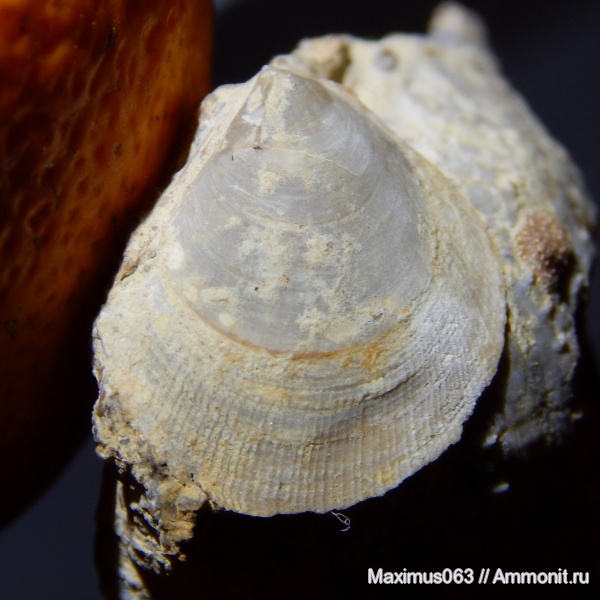 пермь, двустворки, палеозой, двустворчатые моллюски, Aviculopecten, Aviculopecten sericeus