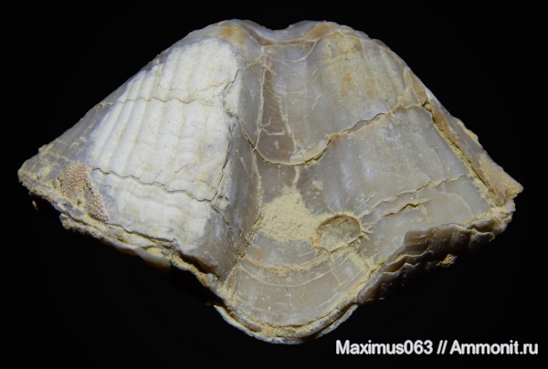 брахиоподы, пермь, Productida, Spiriferida, Licharewia, Licharewia rugulata, Epizoans, Licharewiidae, Licharewiinae, брахиоподы в неанической стадии развития, Productida-Epizoans