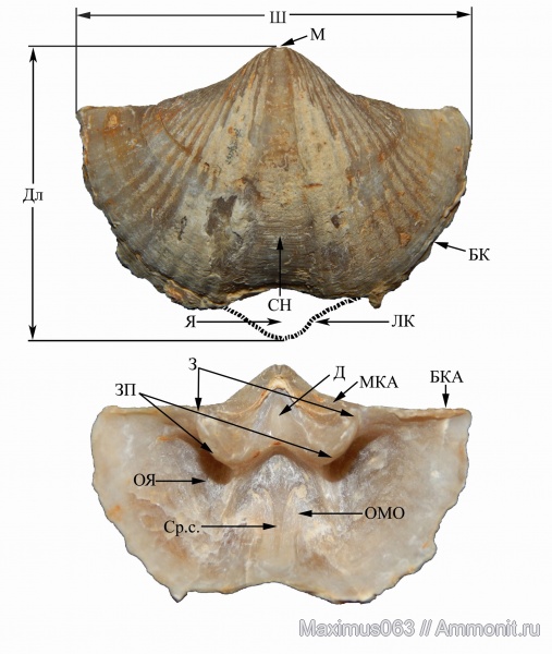 брахиоподы, пермь, Spiriferida, Licharewia, Licharewia rugulata