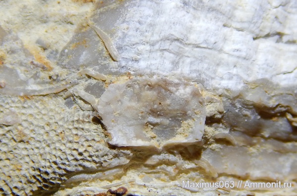 брахиоподы, пермь, палеозой, продуктиды, Epizoans, брахиоподы в неанической стадии развития, Productida-Epizoans