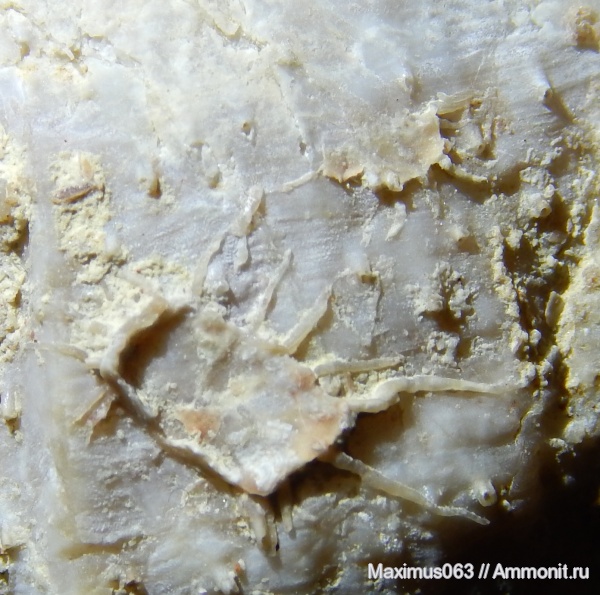 брахиоподы, пермь, палеозой, продуктиды, Epizoans, брахиоподы в неанической стадии развития, Productida-Epizoans