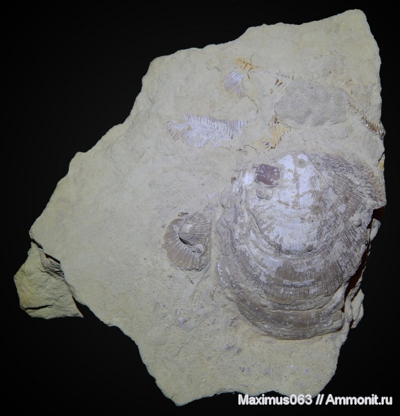 пермь, двустворки, палеозой, двустворчатые моллюски, Aviculopecten, Aviculopecten rossiensis