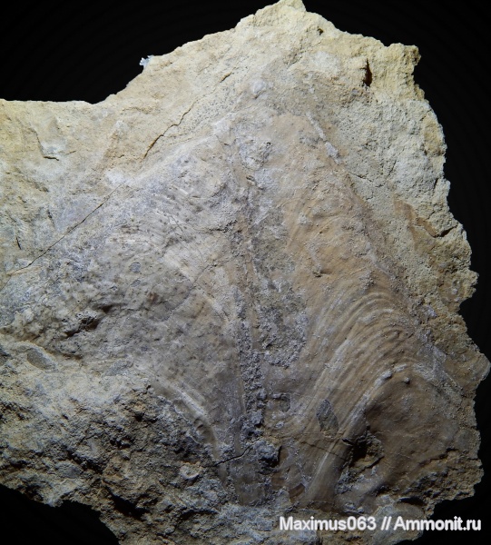 юра, волжский ярус, двустворчатые моллюски, Bakewellidae