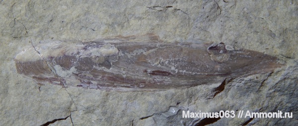 двустворки, мезозой, двустворчатые моллюски, Pinna