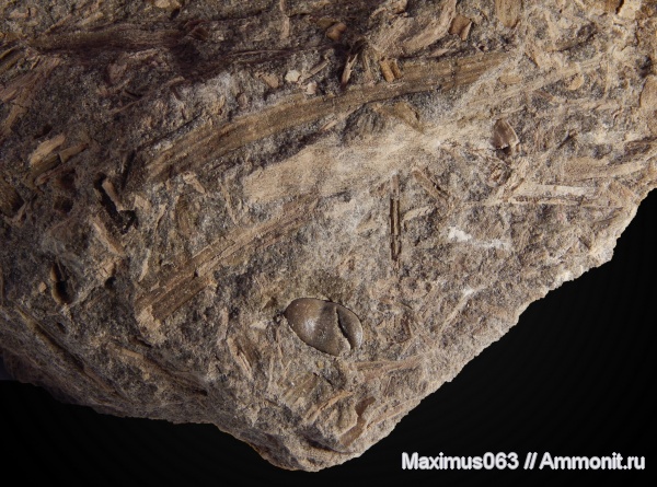 юра, мезозой, Флора, байос, семена