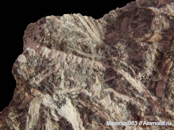 юра, мезозой, Флора, байос, брахибласт, Pityocladus