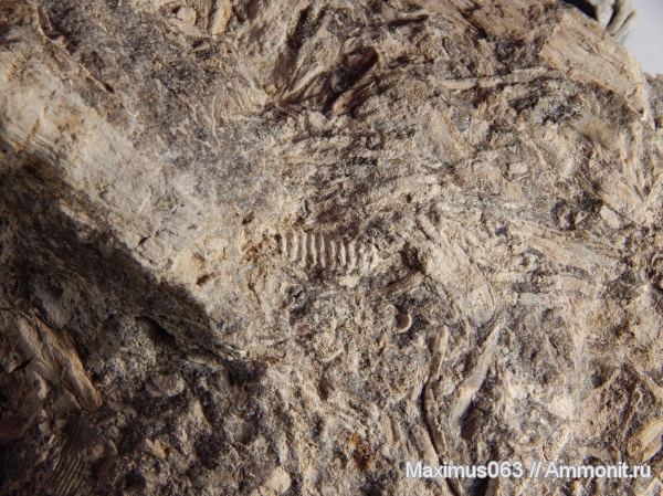 юра, мезозой, Флора, байос, брахибласт, Pityocladus