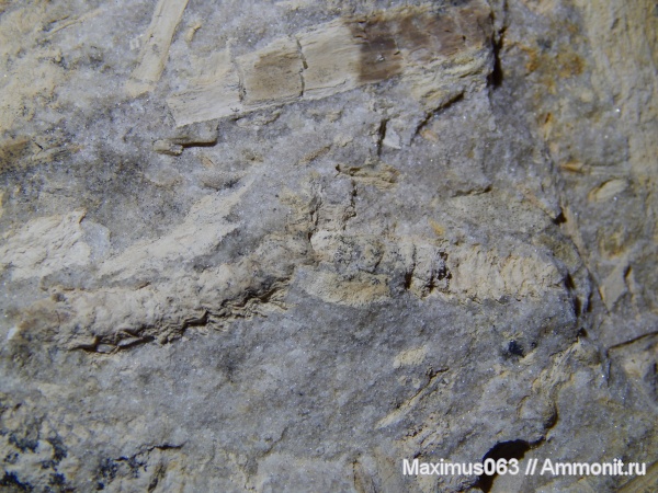 юра, мезозой, Флора, байос, брахибласт