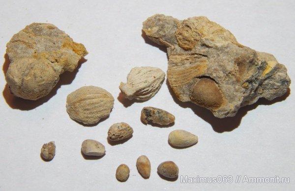 юра, мезозой, Флора, байос, семена