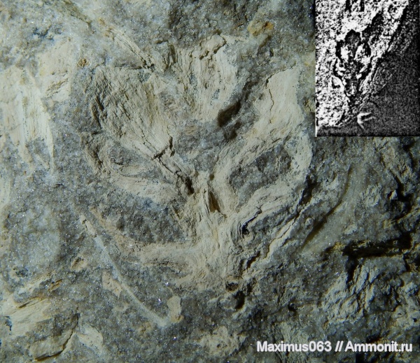 юра, мезозой, Флора, байос, хвойные, шишки, Conites