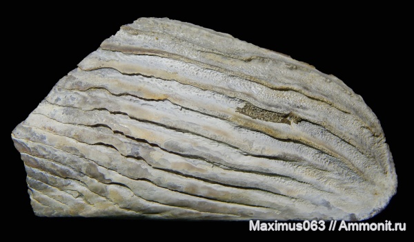 юра, мезозой, аптихи, Lamellaptychus, Lamellosuslamellaptychus