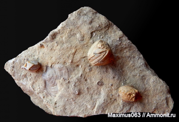 иглокожие, бластоидеи, палеозой, Pentremites, Blastoidea, Pentremites godoni