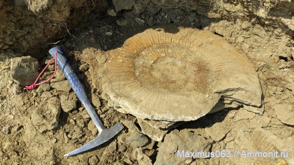 аммониты, юра, Virgatites, мезозой, Virgatites giganteus