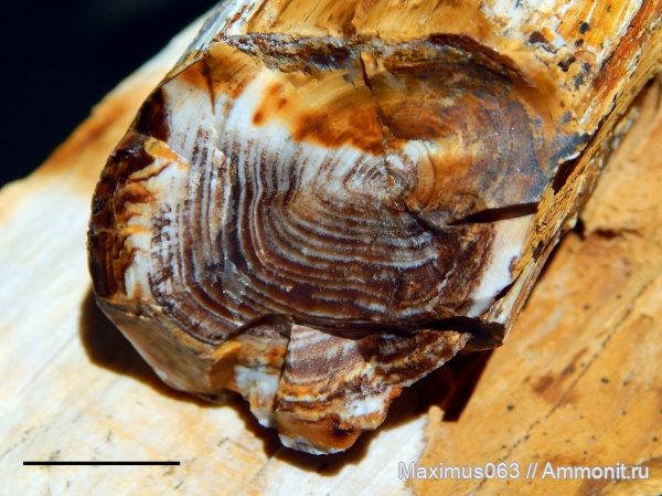 палеоген, окаменевшее дерево, кайнозой
