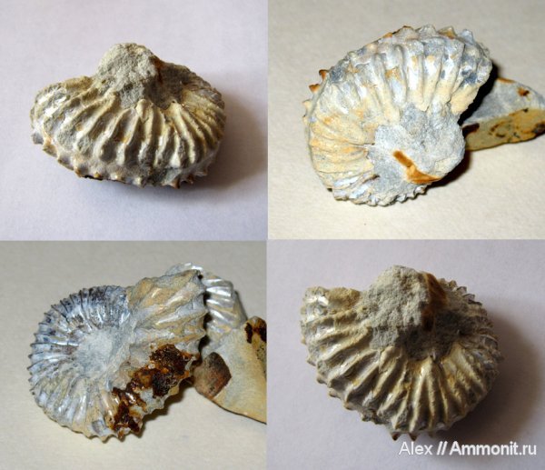 аммониты, юра, кимеридж, Aulacostephanus eudoxus, Aulacostephanus, Ammonites, Aulacostephanidae, Kimmeridgian, Jurassic, Upper Jurassic
