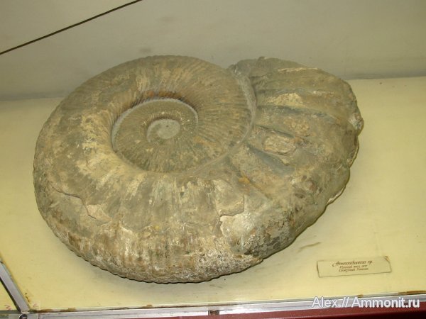 аммониты, мел, музеи, ПИН, Ammonitoceras, апт, Ammonites, Aptian, Cretaceous
