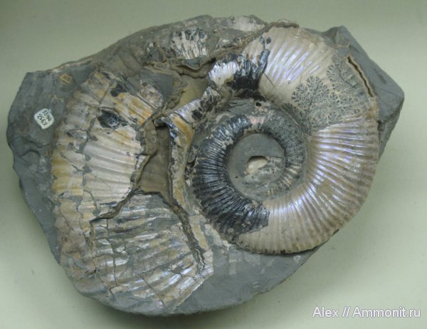 аммониты, гетероморфные аммониты, музеи, ПИН, Ammonites, heteromorph ammonites