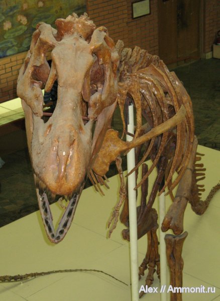 динозавры, меловой период, музеи, ПИН, тарбозавры, Tarbosaurus, Tarbosaurus bataar, Cretaceous