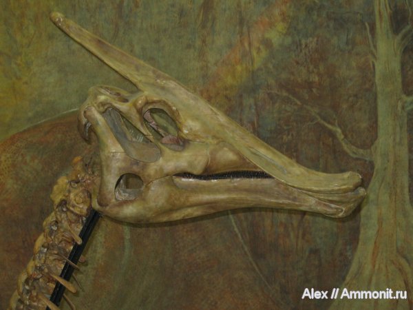 динозавры, меловой период, музеи, гадрозавры, ПИН, Cretaceous