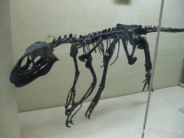 динозавры, Deinonychus