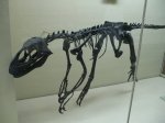 Скелет дейнонихуса