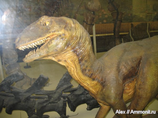 динозавры, музеи, ПИН, Deinonychus