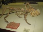 Динозавр протоцератопс