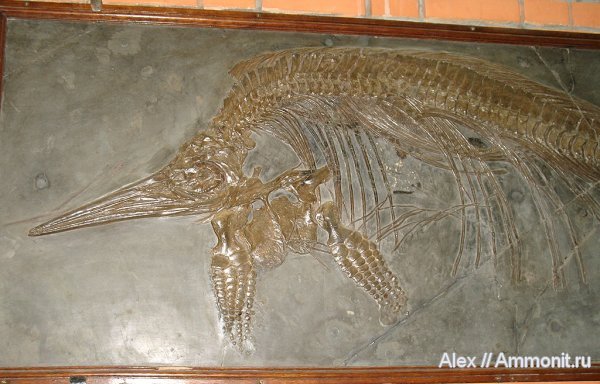 рептилии, ихтиозавры, музеи, ПИН