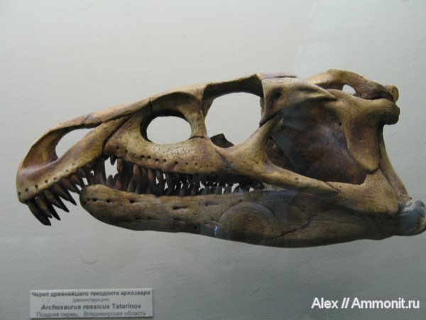 рептилии, пермь, музеи, ПИН, архозавры, Archosaurus rossicus, Archosaurus, Permian