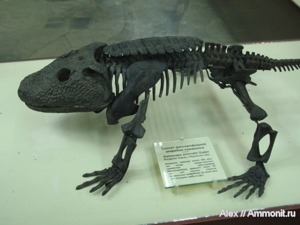 пермь, Россия, амфибии, музеи, ПИН, Kamacops acervalis, Kamacops, Permian