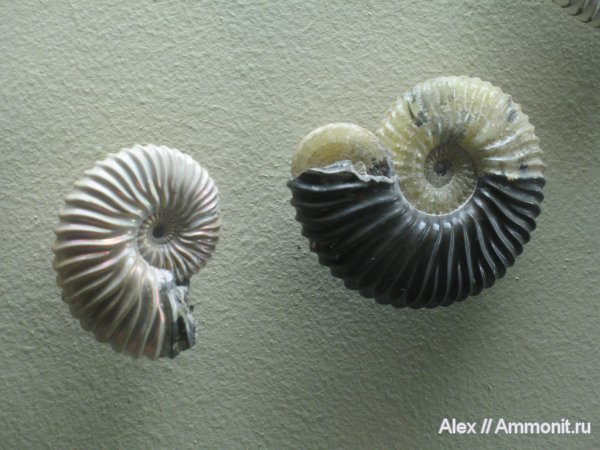 аммониты, мел, меловой период, музеи, ПИН, Deshayesites, Deshayesites deshayesi, Ammonites, Cretaceous