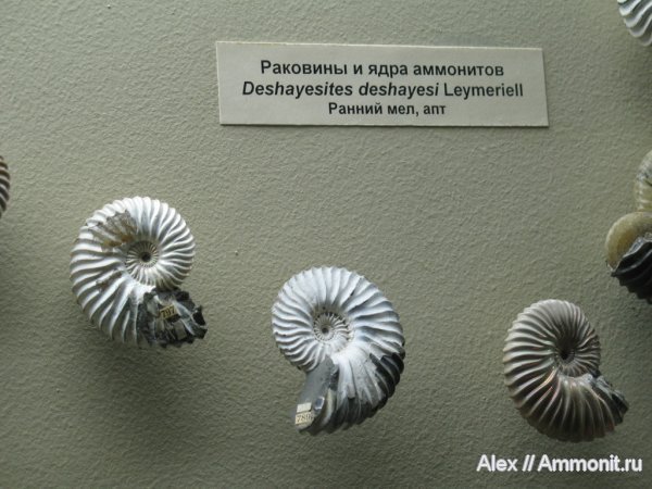 аммониты, мел, меловой период, музеи, ПИН, Deshayesites, Deshayesites deshayesi, Ammonites, Cretaceous