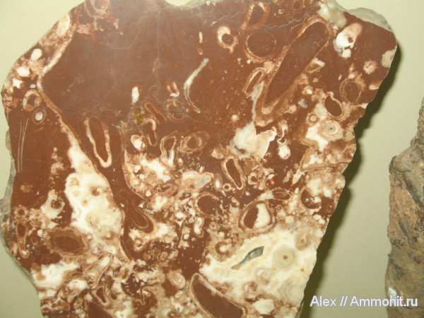 кембрий, музеи, ПИН, археоциаты, Cambrian