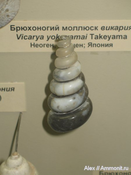 гастроподы, неоген, музеи, ПИН, Vicarya