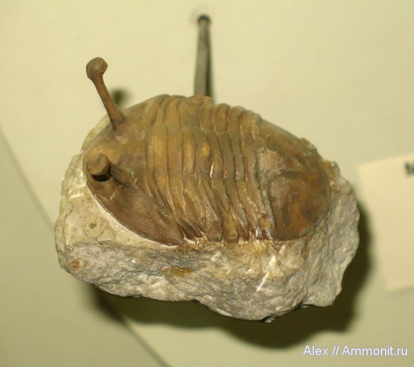 трилобиты, ордовик, Asaphus, музеи, ПИН, Asaphus kowalewskii, Ordovician